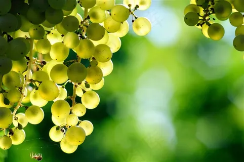 阳光下的绿提子高清摄影图片 阳光下的绿提子高清摄影图片