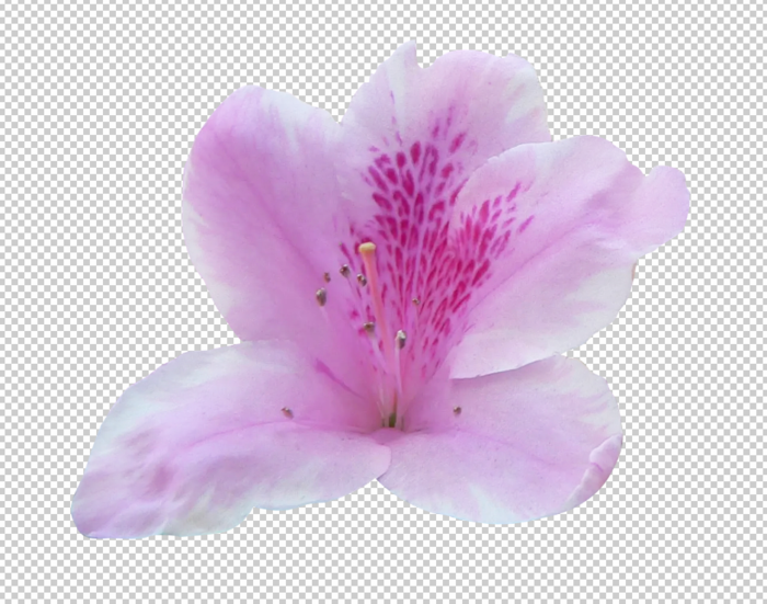 杜鹃花免扣素材