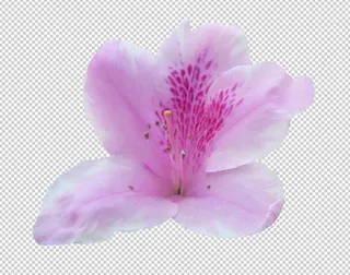 杜鹃花免扣素材