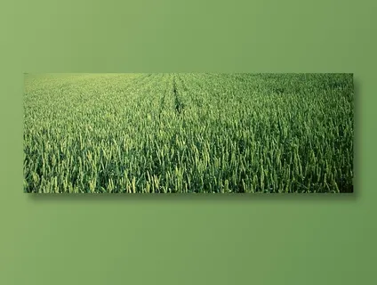 绿油油的麦田 绿油油的麦田