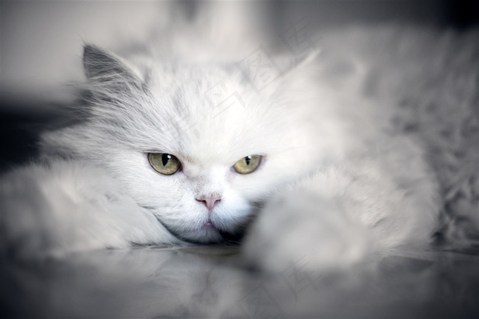 可爱的宠物动物猫咪图片