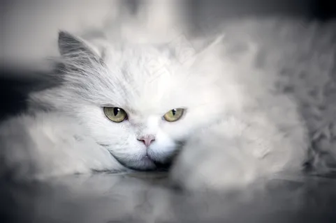 可爱的宠物动物猫咪图片