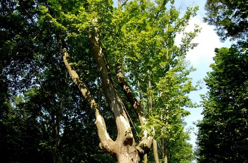大树 植物 落叶 白光 秋天 摄影