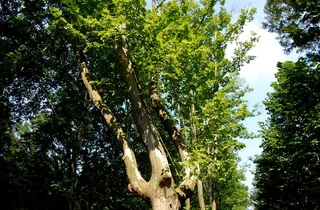 大树 植物 落叶 白光 秋天 摄影