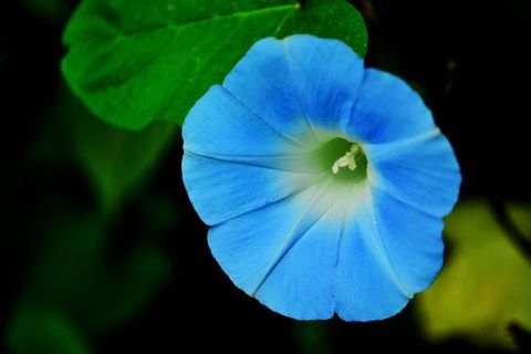 牵牛花图片下载 牵牛花图片下载