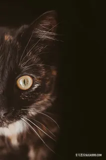 高清黑色猫咪脸部特写微距摄影猫咪图片 高清黑色猫咪脸部特写微距摄影猫咪图片