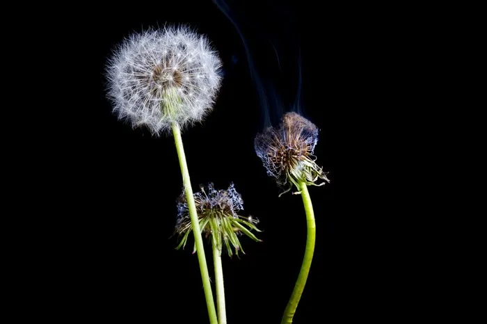 唯美蒲公英鲜花图片