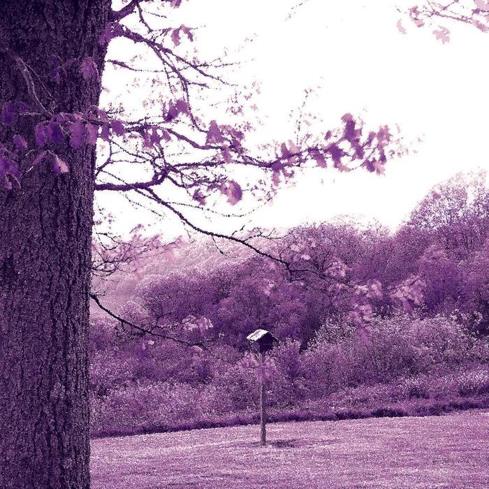 紫色大树草地美景