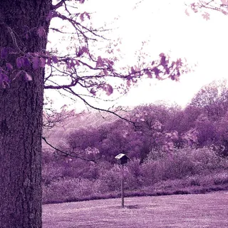 紫色大树草地美景