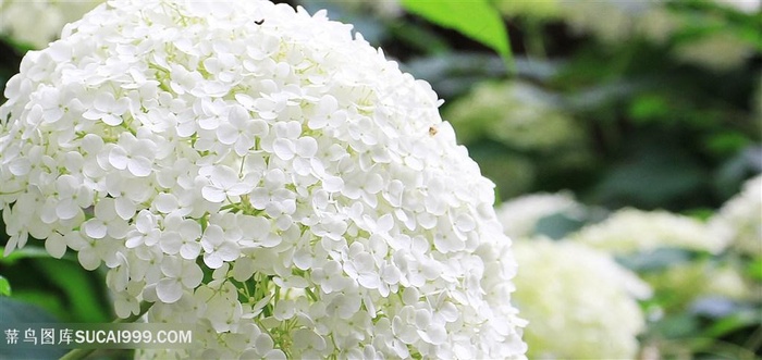 高清唯美白色绣球花图片