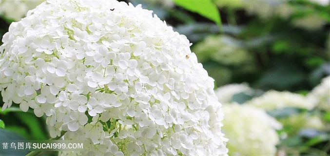 高清唯美白色绣球花图片