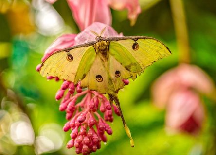 美丽的蝴蝶图片