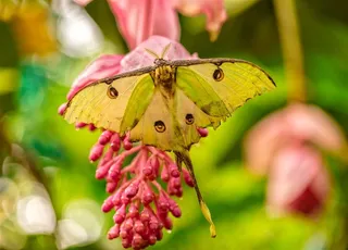 美丽的蝴蝶图片