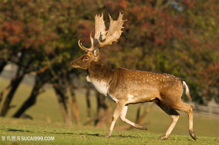 大角麋鹿图片
