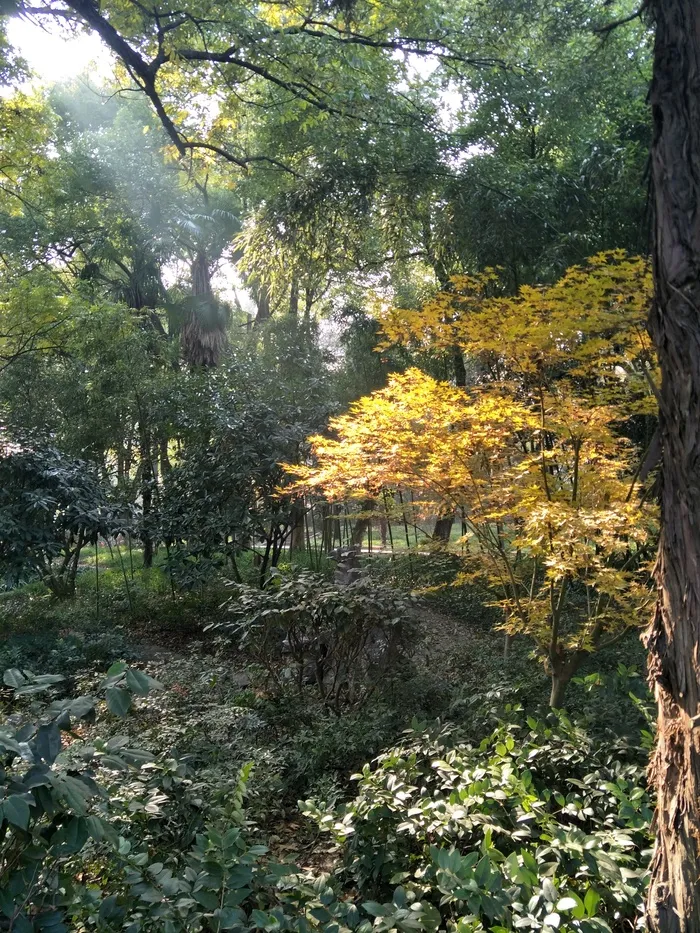 秋天的树木
