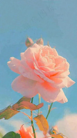 春天蓝天白云阳光下的浪漫粉色玫瑰枝叶绿叶