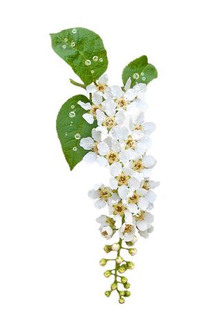 白色花 白色 鲜花 白色花 绿色 绿叶 叶子 免扣花蕊 