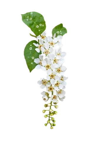 白色花 白色 鲜花 白色花 绿色 绿叶 叶子 免扣花蕊 