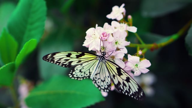 蝴蝶, 昆虫, 翅膀, 花粉, 授粉, 动物, 凤蝶, 植物