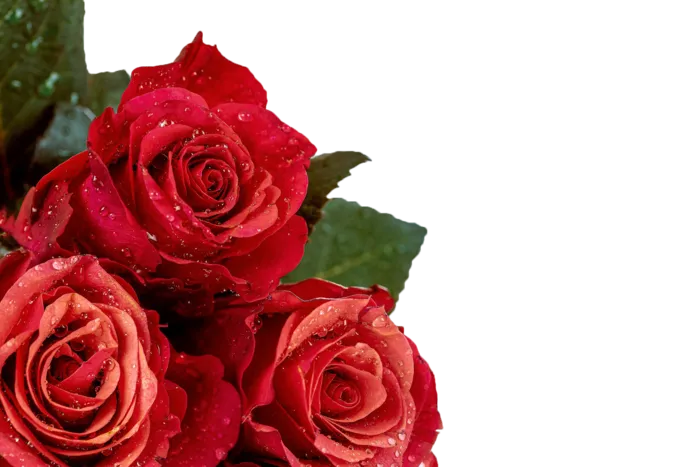 红色玫瑰花