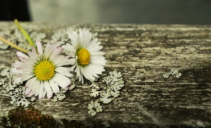 带文字的伤感图片