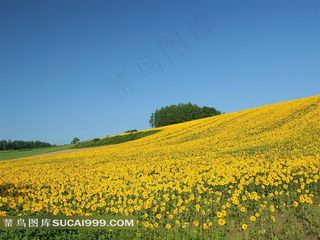 山坡上的向日葵