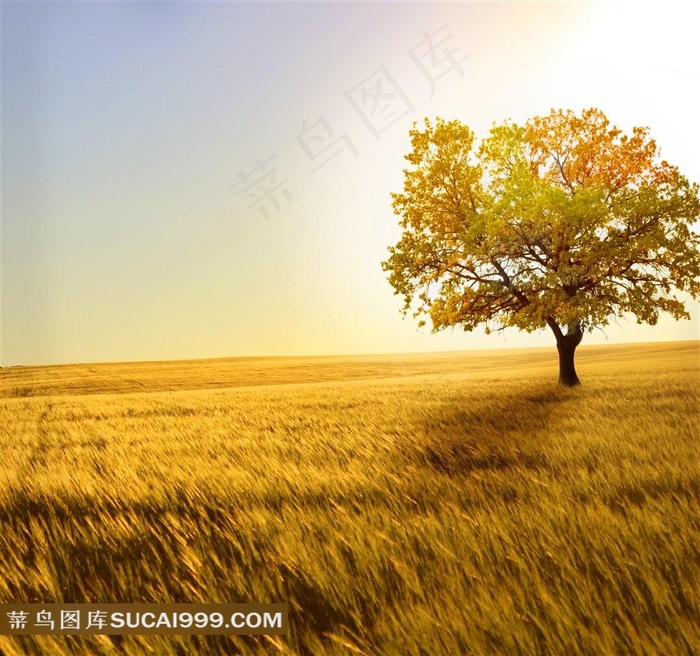 秋天草地天空图片