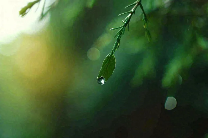 绿色树林里面下雨过后的松枝挂着水滴摄影图(1344x896)