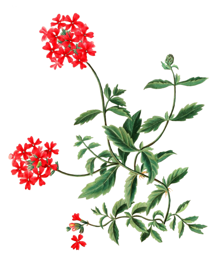 复古手绘植物花卉插画 免抠