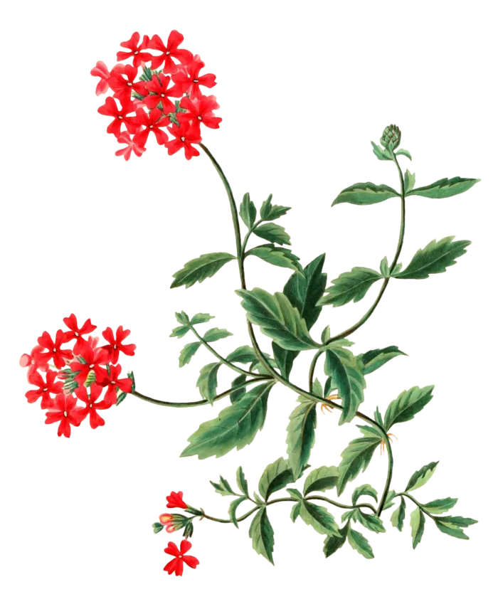 复古手绘植物花卉插画 免抠
