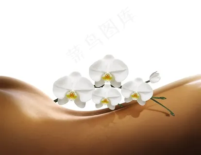 鲜花美背美女 鲜花美背美女