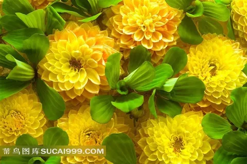 盛开的黄色小菊花高清图片 盛开的黄色小菊花高清图片