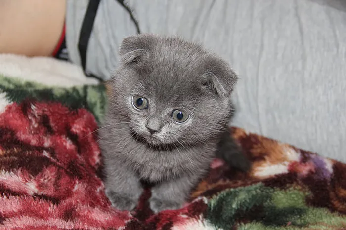 可爱猫咪 动物 素材 奶萌 (147)