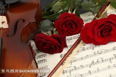 小提琴玫瑰花五线谱背景素材