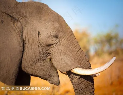 大象高清图片 大象高清图片