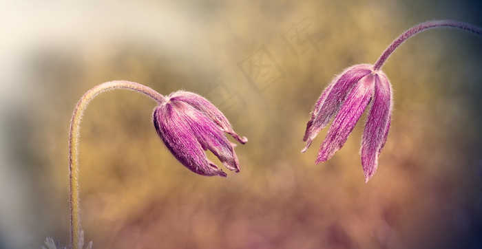 白头翁唯美图片