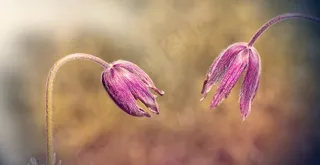 白头翁唯美图片