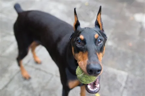嘴里叼着网球的杜宾犬摄影 嘴里叼着网球的杜宾犬摄影
