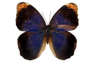 蝴蝶 彩蝶 花蝴蝶 动物 昆虫 免抠