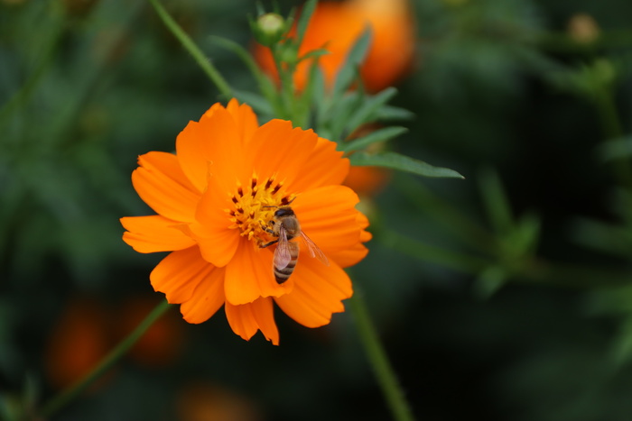 蜜蜂与小黄花