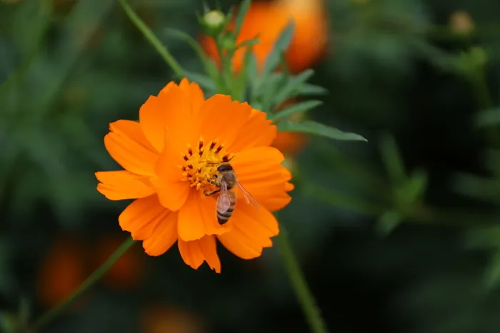 蜜蜂与小黄花