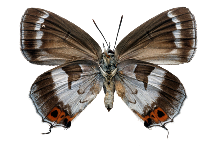 蝴蝶 彩蝶 花蝴蝶 动物 昆虫 免抠