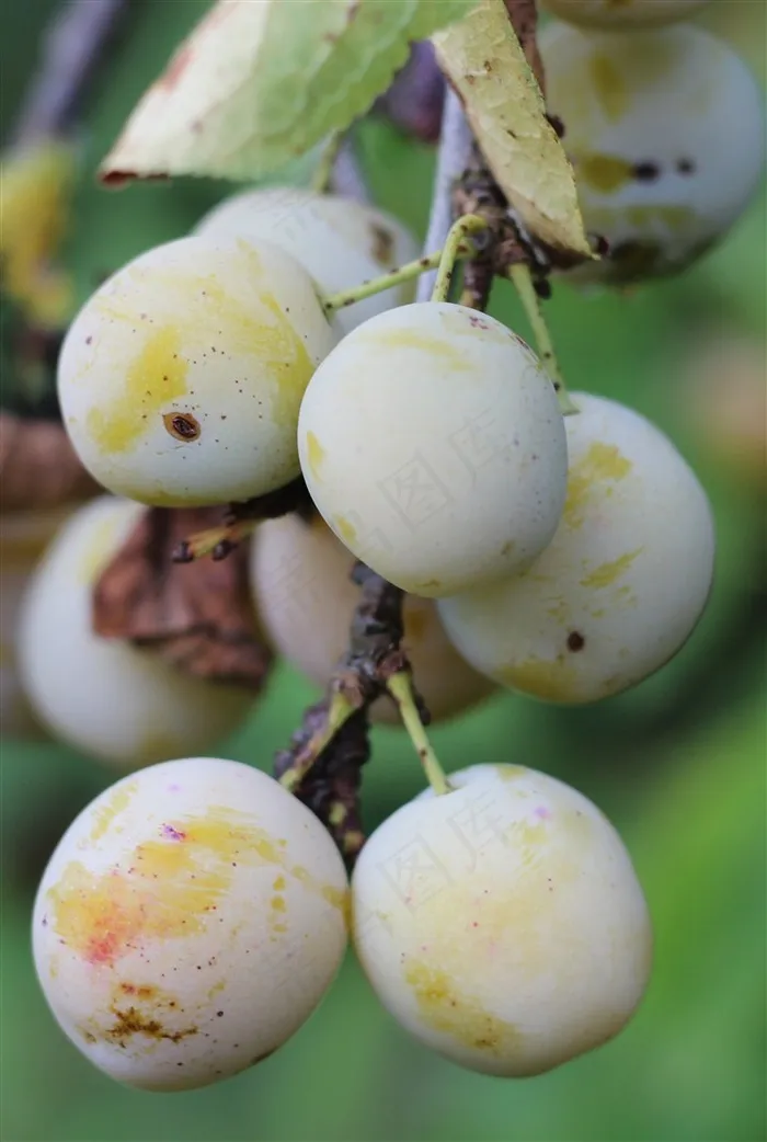 果园里的新鲜果子