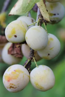 果园里的新鲜果子