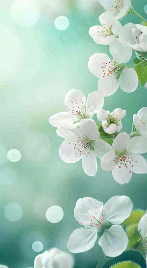 春天白色的樱花花朵开满枝头立春惊蛰春分摄影图