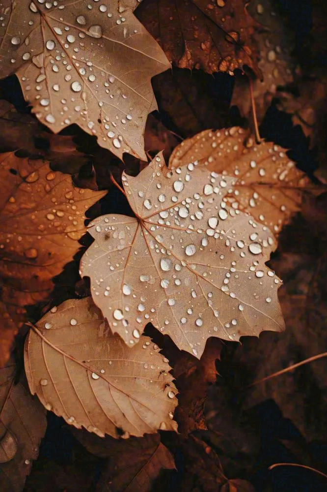 秋天雨天秋叶满地落叶，立秋秋分故事感(896x1344)