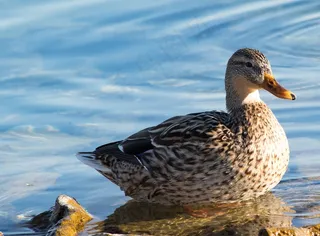 湖边麻鸭休憩图片