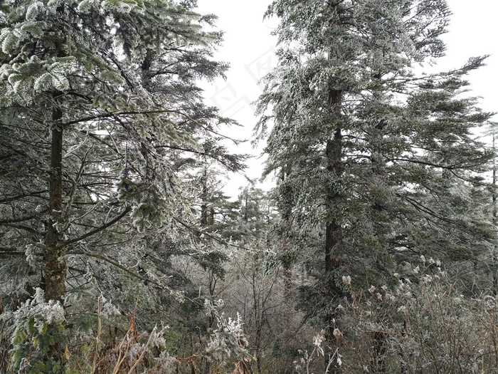 峨眉山原始树林的冬天