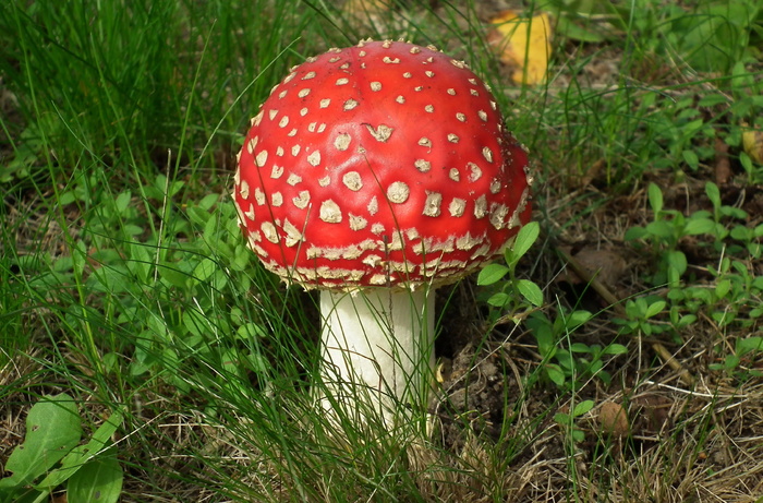 红色毒蘑菇图片