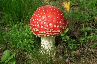 红色毒蘑菇图片